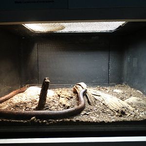 Nov. 2015 - HerpAquarium - Calabar Serpent Exhibit