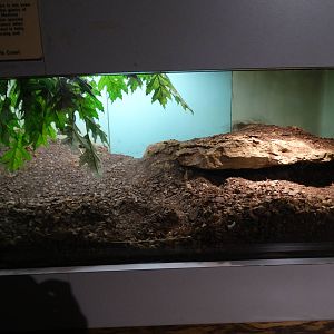 Nov. 2015 - HerpAquarium - Mexican Burrowing Python Exhibit