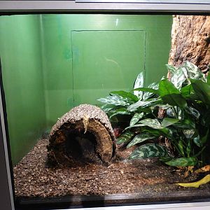 Nov. 2015 - HerpAquarium - Honduran Milksnake Exhibit
