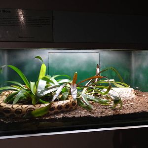 Nov. 2015 - HerpAquarium - Rainbow Boa Exhibit