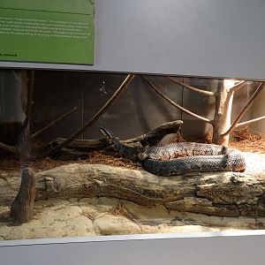 Nov. 2015 - HerpAquarium - Cottonmouth Exhibit