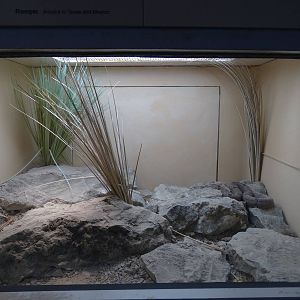 Nov. 2015 - HerpAquarium - Rock Rattlesnake Exhibit