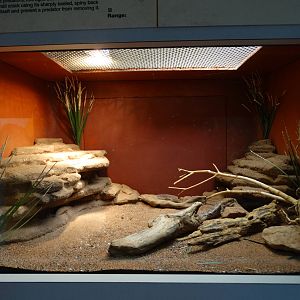 Nov. 2015 - HerpAquarium - Pygmy Spiny-tailed Skink Exhibit