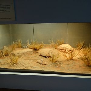 Nov. 2015 - HerpAquarium - Tiger Rattlesnake Exhibit