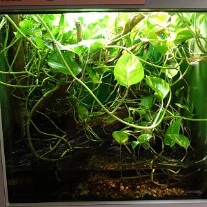 Nov. 2015 - HerpAquarium - Madagascar Giant Day Gecko Exhibit