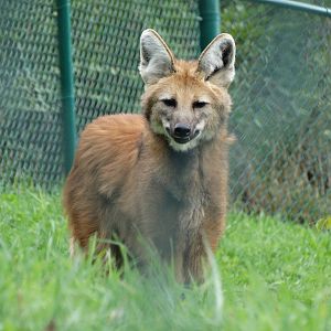 Nov. 2015 - South America - Maned Wolf