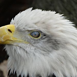 Nov. 2015 - Cats of the Americas - Bald Eagle