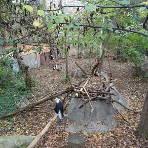Nov. 2015 - Cats of the Americas - Bald Eagle Exhibit