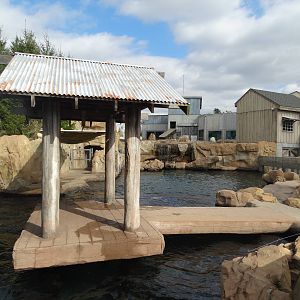 Nov. 2015 - Glacier Run - California Sea Lion + Harbor Seal Exhibit + Polar