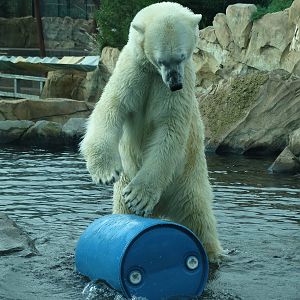 Nov. 2015 - Glacier Run - Inuk