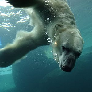 Nov. 2015 - Glacier Run - Siku
