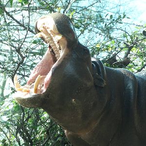 Nov. 2015 - Gorilla Forest - Hippo Falls - Hope's Yawn