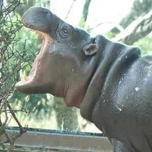 Nov. 2015 - Gorilla Forest - Hippo Falls - Jahari's Yawn