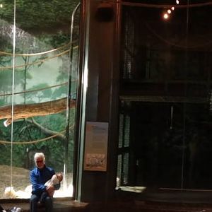 Nov. 2015 - Gorilla Forest - Indoor Gorilla Rotational Exhibits - Panorama