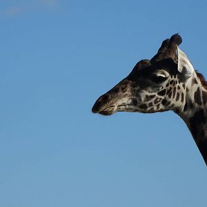 Nov. 2015 - Africa - Masai Giraffe