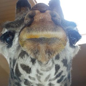 Nov. 2015 - Africa - Masai Giraffe