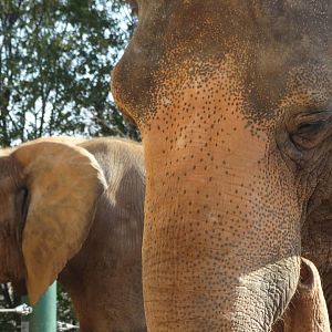 Nov. 2015 - Africa - Punch and Mikki