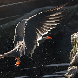 Inca tern : Living Coasts : 24 Sep 2015