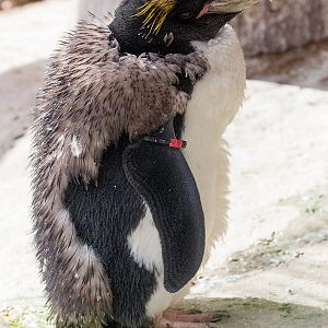 Macaroni penguin : Living Coasts : 24 Sep 2015