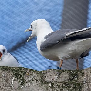 Red-legged kittiwake : Living Coasts : 24 Sep 2015