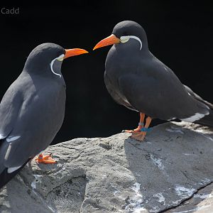 Inca tern : Living Coasts : 24 Sep 2015