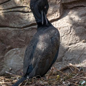 Bank cormorant : Living Coasts : 24 Sep 2015
