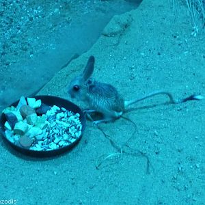 Four-toed Jerboa