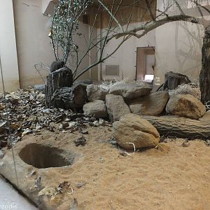 Banded Mongoose Indoor Enclosure