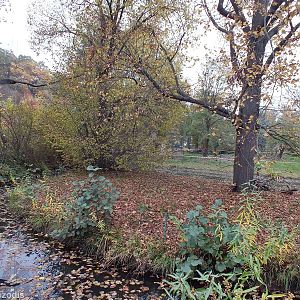 Black-and-white Ruffed Lemur Outdoor area