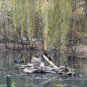 Part of Australia Enclosure