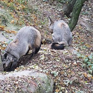 East African Bat-eared Foxes