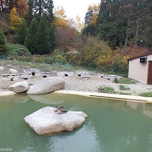 Penguin Enclosure