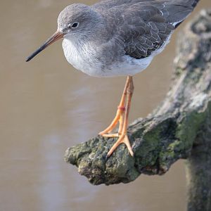 Common redshank : Living Coasts : 24 Sep 2015