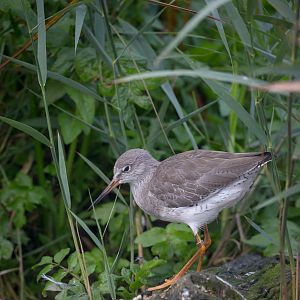 Common redshank : Living Coasts : 24 Sep 2015