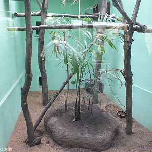Palawan Leopard Cat Indoor Enclosure