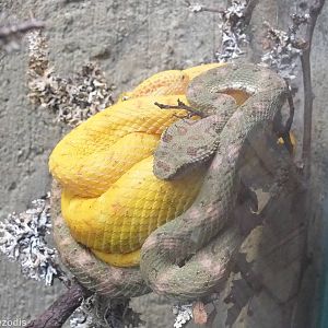 Two Colour Varieties of Eyelash Pit Viper