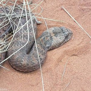 Rough-scaled Death Adder