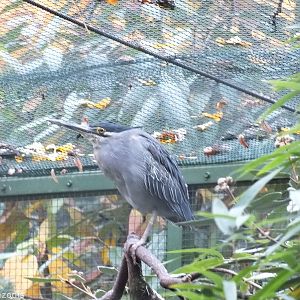 Striated Heron