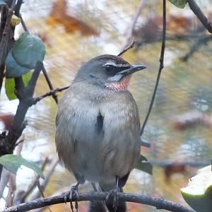 Siberian Rubythroat