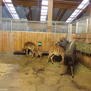 Nyalas in Indoor Area