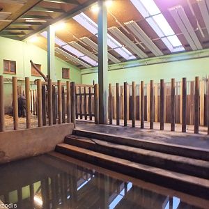 Indian Rhino Indoor Area