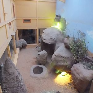Hyrax (and more) enclosure Viewed from Above