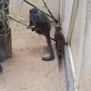 Lac Aloatran Bamboo Lemur and Ring-tailed Vontsira