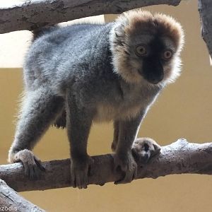 Red Fronted Lemur (E. rufifrons)