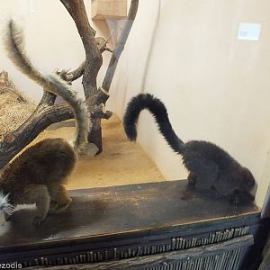 Two Lemur Species