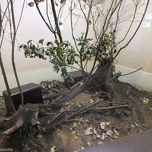 Malagasy Giant Jumping Rat Enclosure