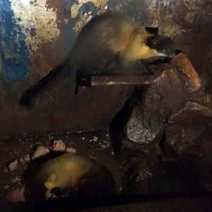 Yellow-throated Marten (Martes flavigula)