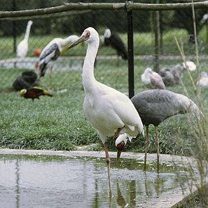 Siberian white crane at Olney 1974
