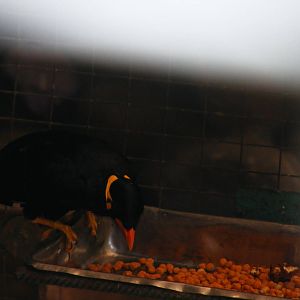 Hill myna 24.8.10