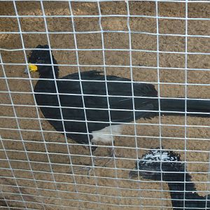 Tel Aviv bird park Zapari 29.12.12